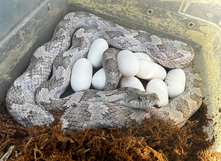 Gray Rat Snake